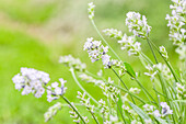 Lavandula angustifolia 'Hidcote White'