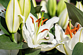 Lilium Oriental, white