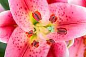 Lilium Oriental, rosa-weiß