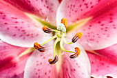 Lilium Oriental, rosa-weiß