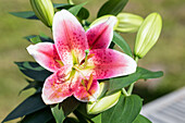 Lilium Oriental, rosa-weiß