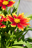 Coreopsis grandiflora