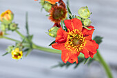 Geum coccineum, orange