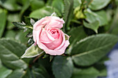 Rosa 'Infinity Rose'
