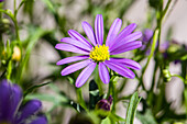 Brachyscome multifida 'Mauve Delight'