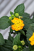 Lantana camara, yellow