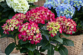 Hydrangea macrophylla, red