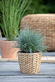 Festuca glauca