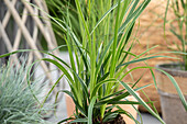 Carex morrowii 'Variegata'