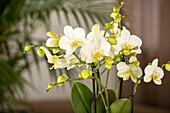 Phalaenopsis 'Boquetto'