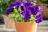 Petunia, violett