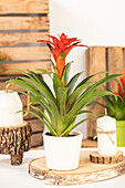 Guzmania, orange