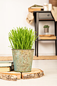 Cat grass