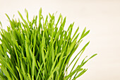 Cat grass