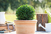 Ilex crenata 'Robustico', ball