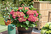 Hydrangea macrophylla, rot