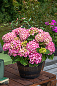 Hydrangea macrophylla, rosa