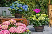 Hydrangea macrophylla