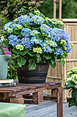 Hydrangea macrophylla, blau