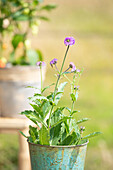 Verbena rigida