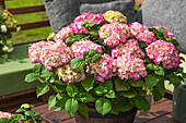 Hydrangea macrophylla, red