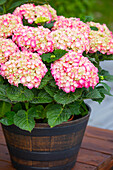 Hydrangea macrophylla, pink