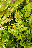 Pteris dentata