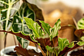 Calathea rufibarba