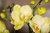Phalaenopsis, yellow