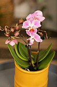 Phalaenopsis Mini