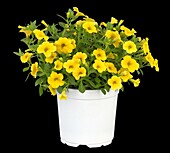 Calibrachoa, yellow