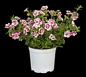 Calibrachoa 'PinkTastic'