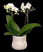 Phalaenopsis, white