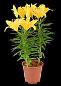 Lilium, yellow