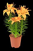 Lilium, orange