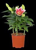 Lilium Oriental, pink-white