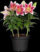 Lilium Oriental, pink-white