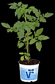 Solanum lycopersicum 'Bartelly'