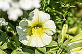 Petunia, gelb-weiß