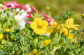 Calibrachoa, yellow