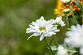 Chrysanthemum 'Swifty'
