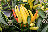 Capsicum frutescens 'Thai Chilli'