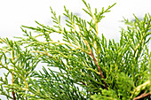 Thuja plicata