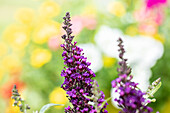 Buddleja BUZZ™