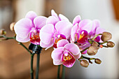 Phalaenopsis, pink