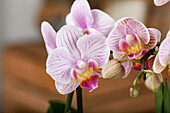 Phalaenopsis, gestreift