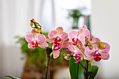 Phalaenopsis, gestreift