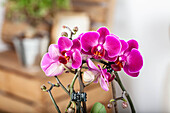 Phalaenopsis, pink