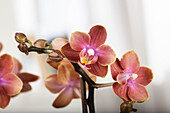 Phalaenopsis, orange