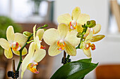 Phalaenopsis, yellow